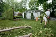 Homeowner Fined $50,000 for Trimming Trees on Insurance Mandate