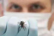 Hospital Admissions for Spider Bites Double in England as False Widow Population Explodes