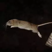How a 24p Kitchen Ingredient Can Repel Rats from Your Home and Garden