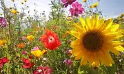 How Flowers Revolutionised Earth's Ecosystems and Shaped Modern Life