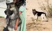 Husky Abandoned in Arizona Desert After Owner's Deportation Finds New Home