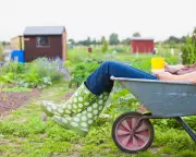 I Got an Allotment to Escape Chaos, Found Vendettas Instead