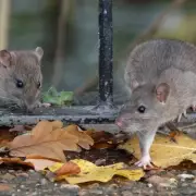 Immediate Action Required: Stop This One Garden Habit to Deter Rats