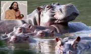 Indian Billionaire's Son Offers to Rescue Pablo Escobar's Hippos from Culling