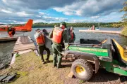 Isle Royale Wolves Thrive as Moose Numbers Plummet