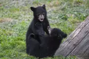 Japan Bear Sightings Surge as Animals Emerge from Hibernation