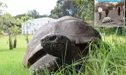 Jonathan the 193-Year-Old Tortoise Dies, Leaving Legacy of Resilience