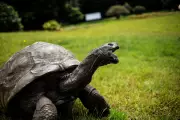 Jonathan the Tortoise Alive Despite Crypto Scam Death Hoax on Social Media