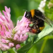 Keep Bees and Ants Away with 85p Cinnamon Hack