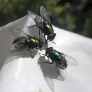 Keep Flies Away From Bins Forever With One Natural Ingredient They Hate