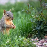 Keep Squirrels Out of Your Garden with Coffee Grounds They Hate