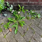 Kill Patio Weeds Naturally in 24 Hours with Boiling Water – No Chemicals