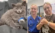 Kitten Survives Being Thrown from Moving Car in Melbourne, Another Missing