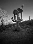 Language Teacher Captures Rare 'Preaching' Cactus on iPhone in Arizona Desert