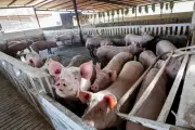 Las Vegas Buffet Closures Hit Pigs That Ate Food Waste