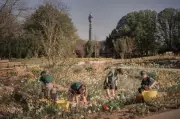 London's Queen Elizabeth Garden: A Biodiverse Haven in Regent's Park