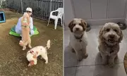 Love Island Star Adopts Rescue Dog from 250-Poodle Case, Healing Family Grief