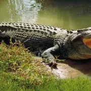 Man in 20s Airlifted After Crocodile Mauling at Popular Australian Campsite