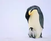 Mass Drowning of Emperor Penguin Chicks Puts Species at Risk of Extinction