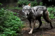 Mass Poisoning Suspected After 18 Wolves Found Dead in Italian National Park