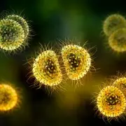 Meningitis Alert Spreads to Teesside as School Reports Suspected Case