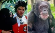 Michael Jackson's Chimp Bubbles Still Thriving at Sanctuary, AI Photo Debunked