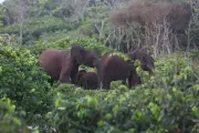 Millionaire Big-Game Hunter Killed by Elephants in Gabon