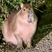 Missing capybara Samba still on run after 37 days as camera traps stolen