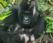 Mountain Gorilla Twins Spark Hope in DRC Amid Conservation Triumph