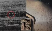 Mouse Plague Intensifies: Hundreds of Mice Overrun Australian Farmland