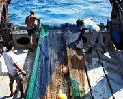 MSC's 'Blue Tick' Fish Scheme Accused of Masking Labour Abuses at Sea