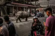 Nepal's Conservation Success Fuels Human-Wildlife Conflict Crisis