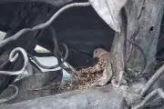 Nesting Dove's Return to Frieda Hughes's Garden Marks a Poignant Spring