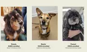 New Anti-Ageing Pill for Dogs Could Extend Lifespan by a Year, FDA Approved
