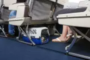 New EU Pet Travel Rules: AHC Required for British Owners