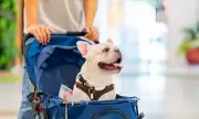 New EU Pet Travel Rules Start Tomorrow, UK Vets Issue Urgent Warning