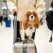 New EU Pet Travel Rules: UK Tourists Face Animal Health Certificate Requirement