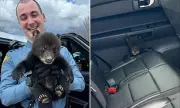 New Jersey Troopers Rescue Lone Bear Cub from Highway Ditch