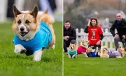 New Zealand-Born Corgi Wins Fifth Annual Corgi Derby in Scotland