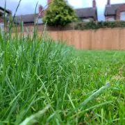 No Mow May: Gardeners Urged to Let Lawns Grow for Wildlife