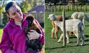 Norfolk Alpaca Farm Sparks Bitter Village Planning Dispute Over Land Use