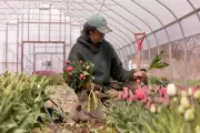 Northeast Farmers Battle Whiplash Weather as Crops Face Frost Threat