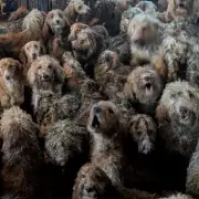 Nottingham House of Horrors: 250 Poodles Rescued from Filthy Cramped Conditions