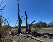 NSW Water Agency Criticised for Halting Flows, Causing Wildlife Catastrophe