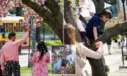 NYC Volunteers Protect Cherry Blossoms from Tourists on Roosevelt Island