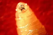 Parasitic Screwworm Flies Detected 90 Miles from US Border, Texas Officials Warn