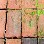 Patio Algae Stains Vanish in 5 Minutes with Natural Citrus Vinegar Solution