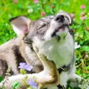 Pet Owners Save Money with Online Vet Treatments and Spring Discounts