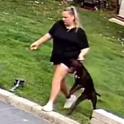 Pet Sitters Charged £1,400 Before Videos Exposed Sickening Dog Abuse