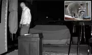Philadelphia Woman's Raccoon Camera Captures Masked Night Prowler on Roofs